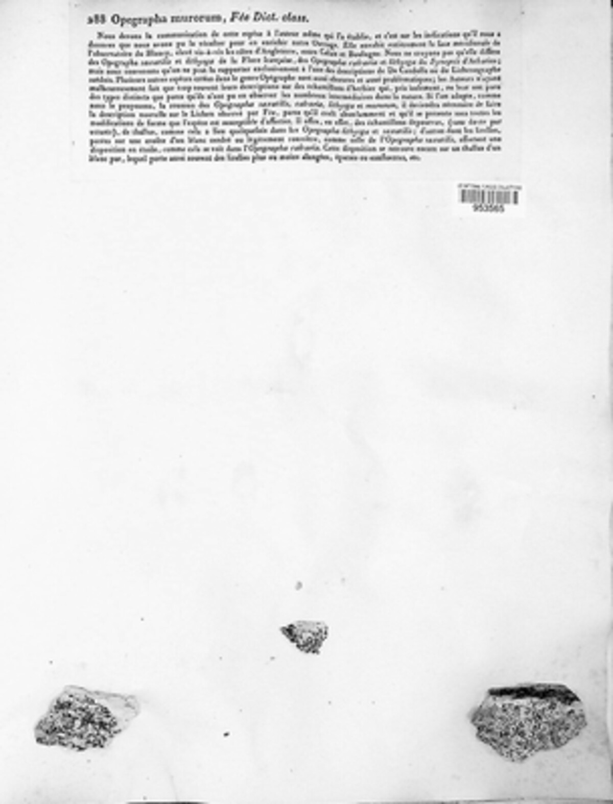 Opegrapha murorum image
